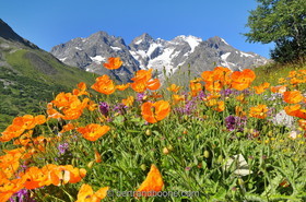 Jardin alpin du Lautaret (05)